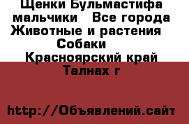 Щенки Бульмастифа мальчики - Все города Животные и растения » Собаки   . Красноярский край,Талнах г.